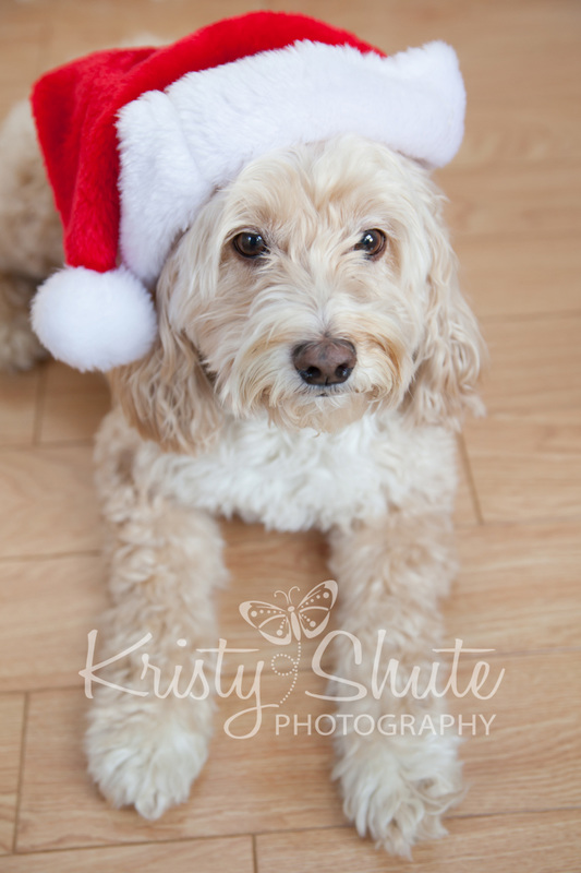 Kristy Shute Photography Kitchener Holiday Pet Dog
