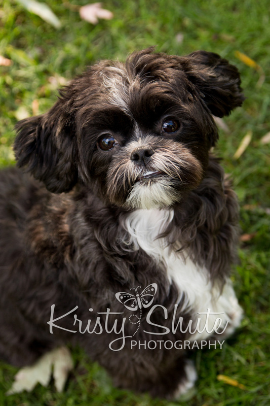 Kitchener Family Photography Victoria Park Kristy Shute Dog Pet